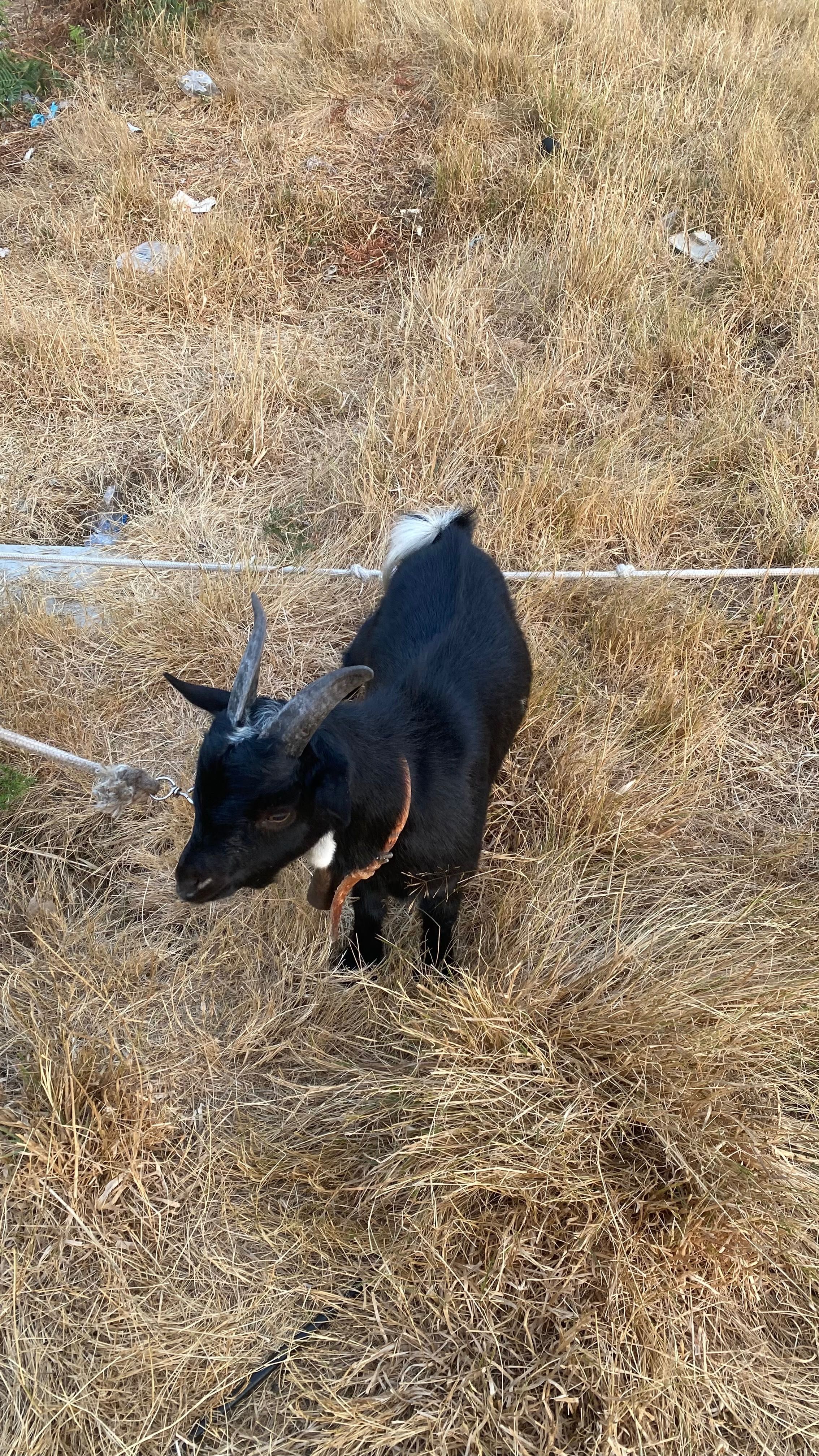 Vendo cabras amas mochas