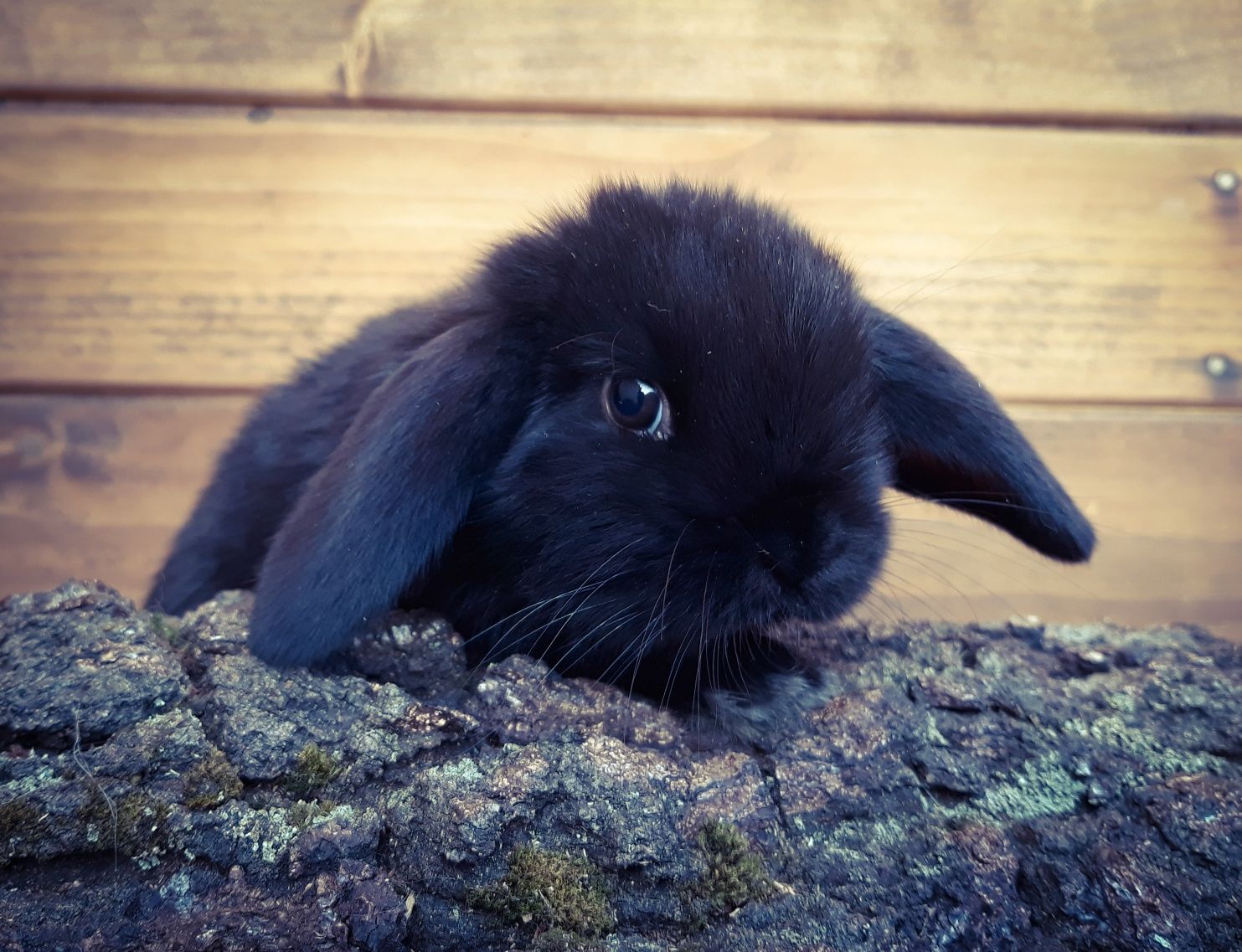 Królik karzełek baranek mini lop czarna perła