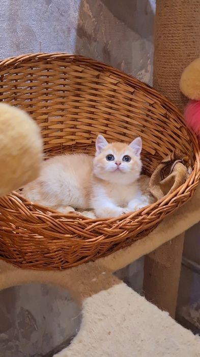 В дорогом редком окрасе ny12