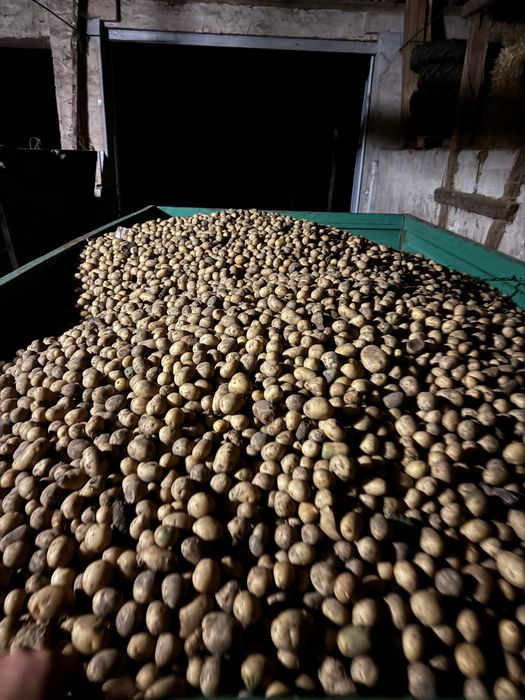 Ziemniaki paszowe Gala