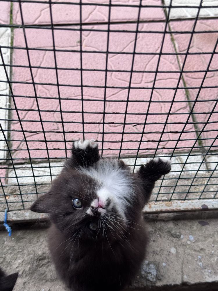Віддам шотландських котиків