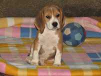 Fêmea Beagle Tricolor de Qualidade Porte Pequeno.