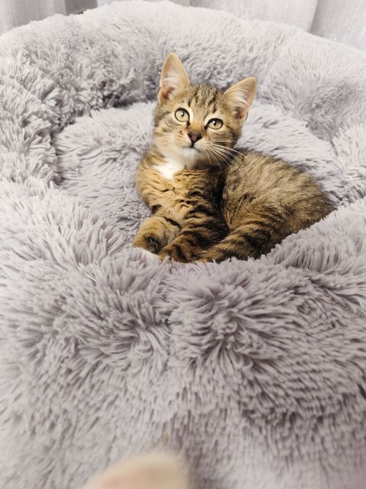 Котик в добрі ручки