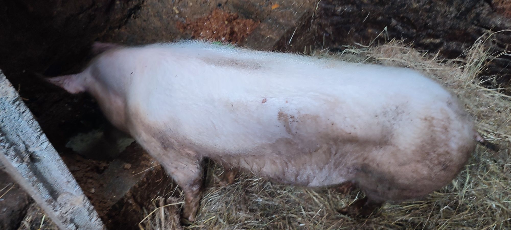 Porca para matança
