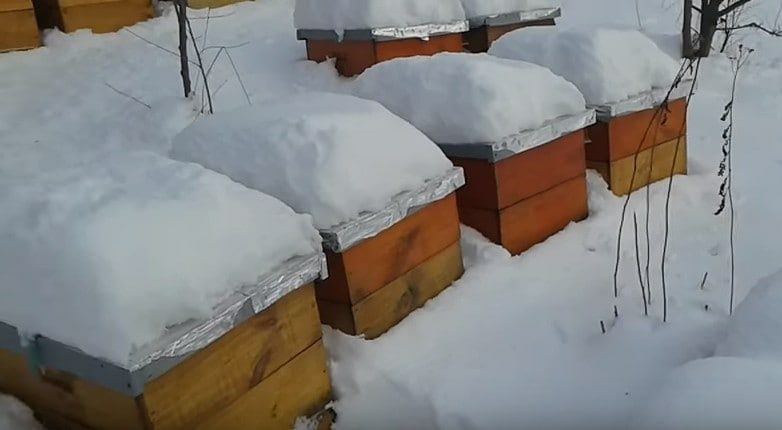 Продам Зимувалі матки Ф0 на кінець травня Острівні чи іо / шз ио