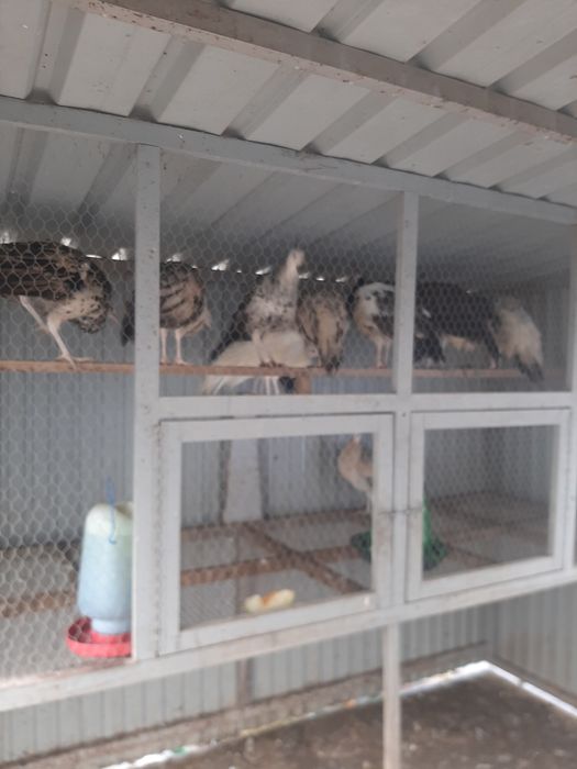 Criação de pavões 2025 de várias espécies