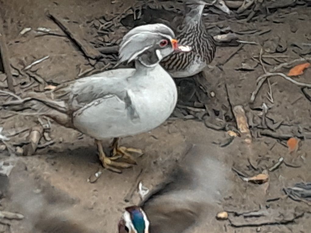 Patos mandarins, carolinos,