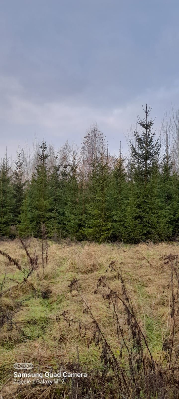 Choinki, świerki - plantacja ekologiczna