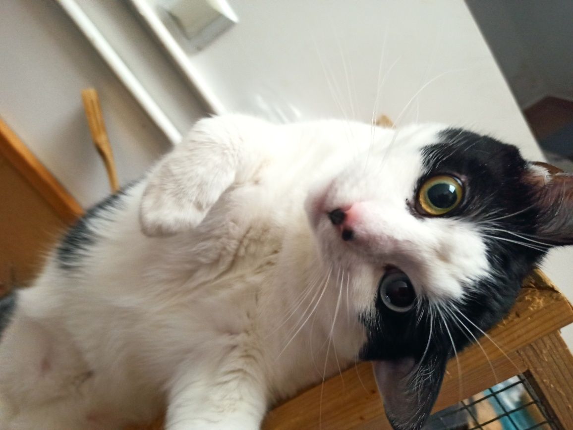Urocza kotka do adopcji