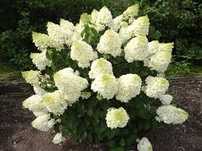 Hydrangea paniculata Silver Dollar hortensja bukietowa Silver Dollar