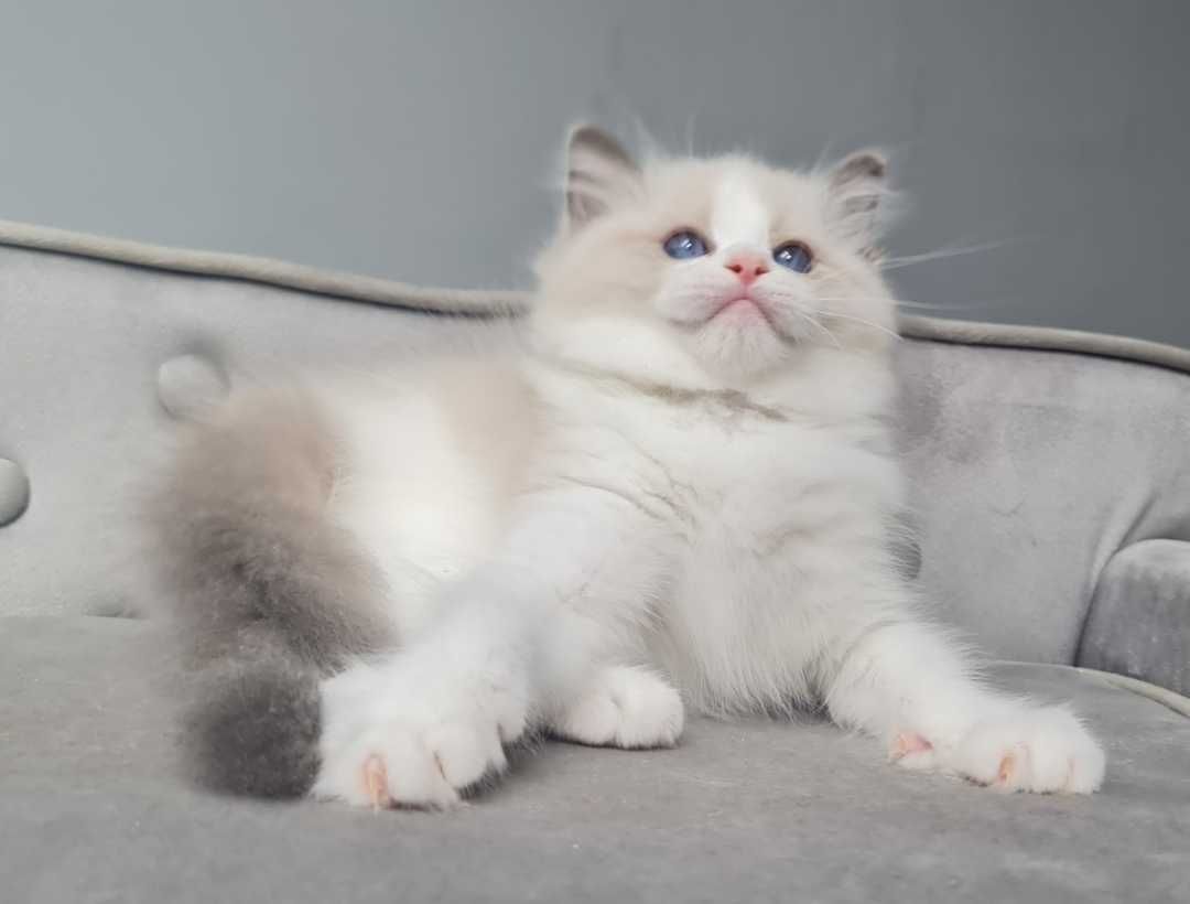 Kocurek Ragdoll Blue Bikolor