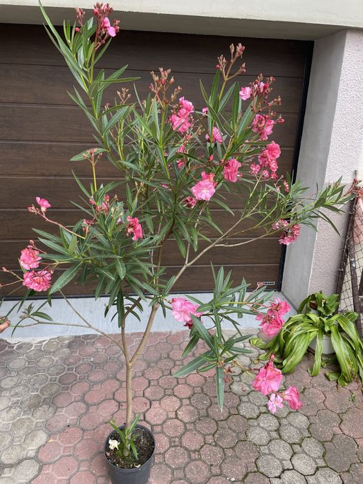 Oleander Różowy - Kwiat podwojny, 180cm wysokości