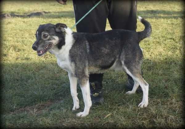 Śmieszek - wesoły psiak do adopcji :)