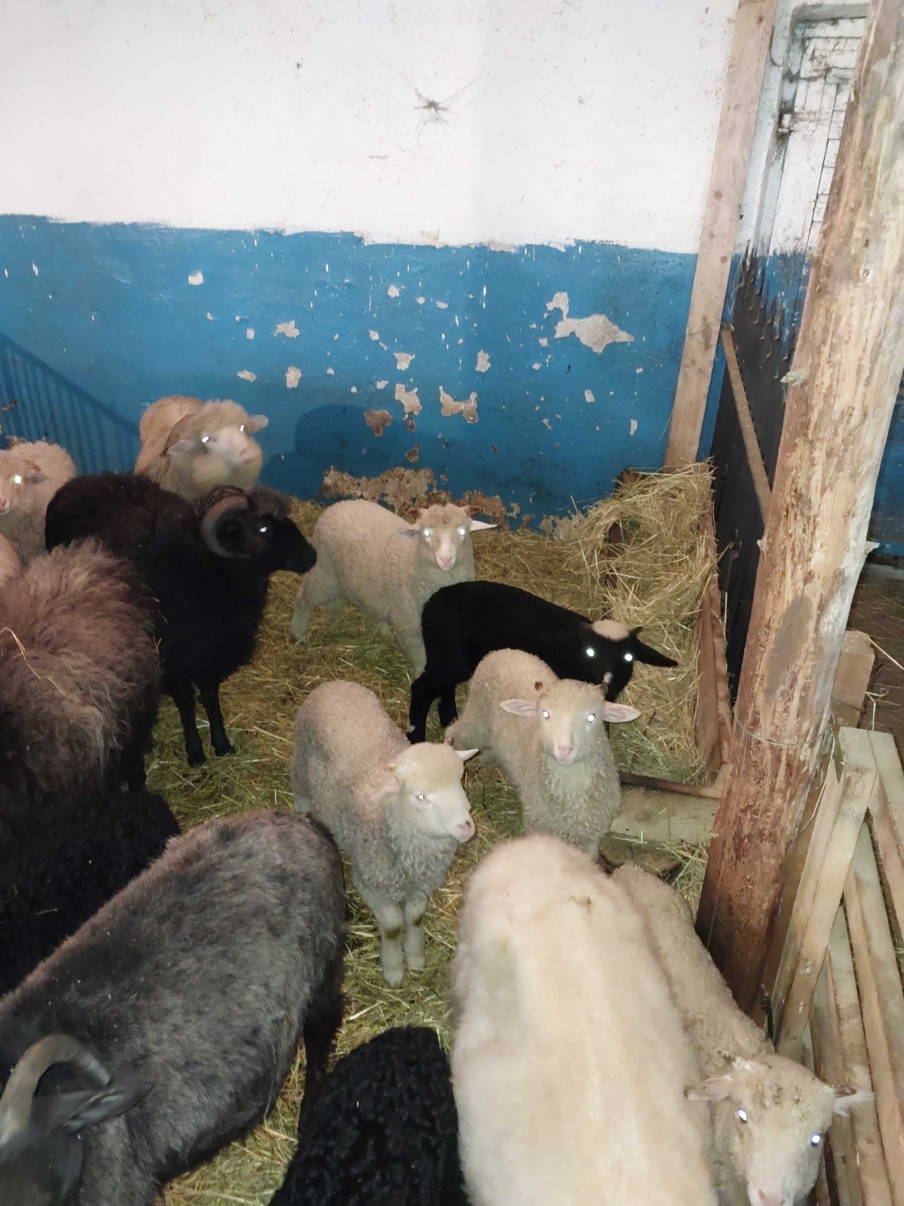 Owce górskie z młodymi