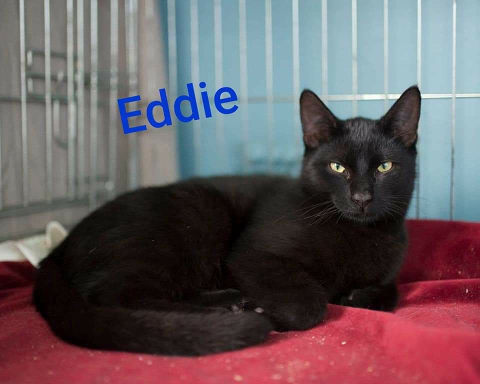 Eddie  czarny młody kotek