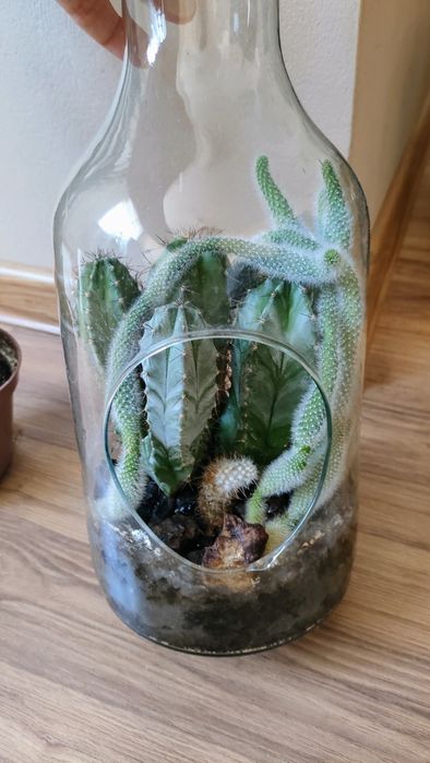 wychodowane duze kaktusy