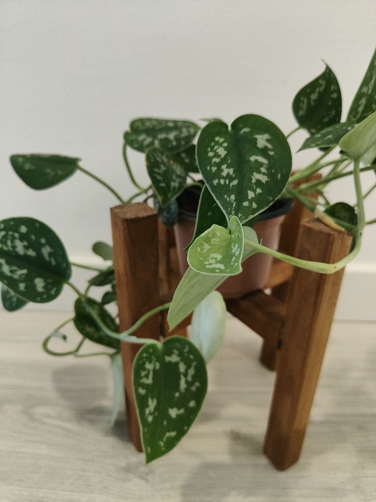 Satin pothos // planta interior