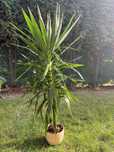 Yucca duża okolo 140cm