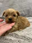 Yorkshire Terrier golddust sunia