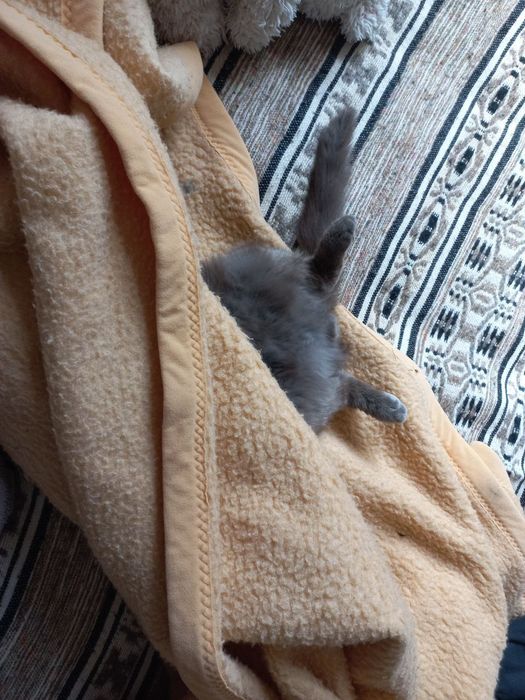 Кіт, кличка Пірат