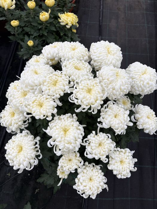 Chryzantema kulki wielkokwiatowa