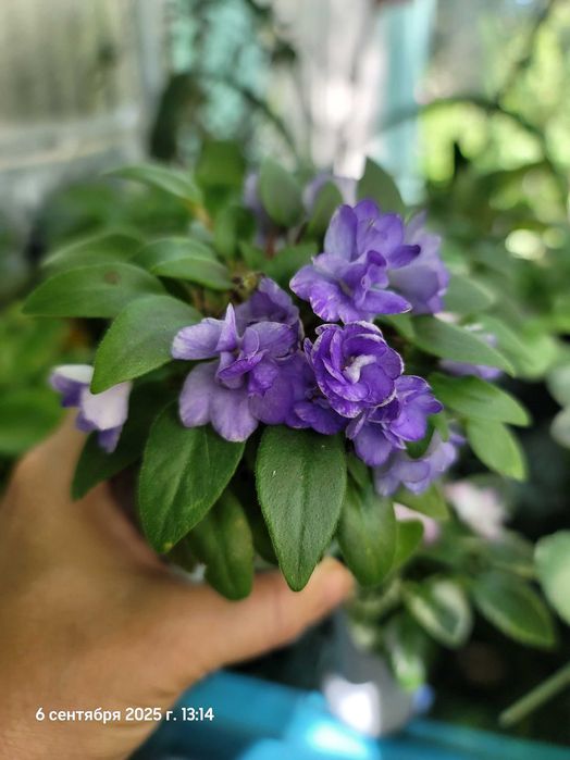 Фіалки міні та трейлери