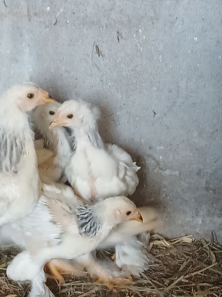 Frango brahma light azul