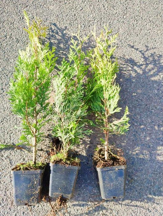 tuja brabant w doniczkach n0,5l, wys. 35-60cm