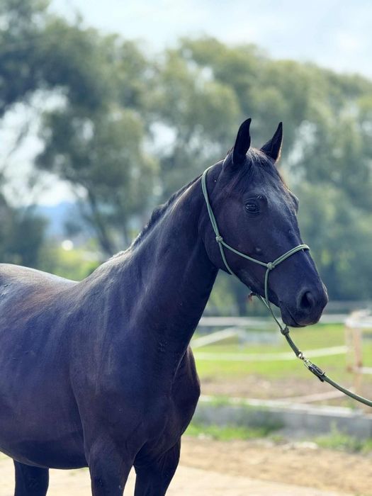 Na sprzedaż piękny ogierek rasy małopolskiej
