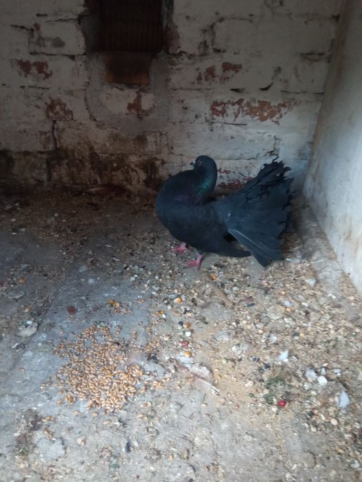 Sprzedam samice pawika