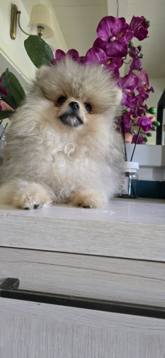Suczka pies  pomeranian