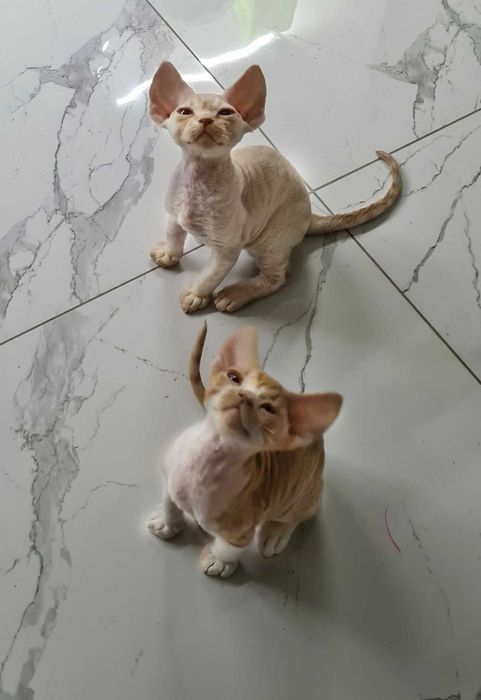 Гіпоалергенні кошенята Девон Рекс