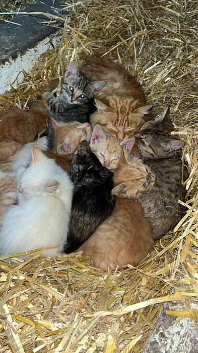 Котенята в хороші руки ! Риженьке , сірі , чорні  , біле ,