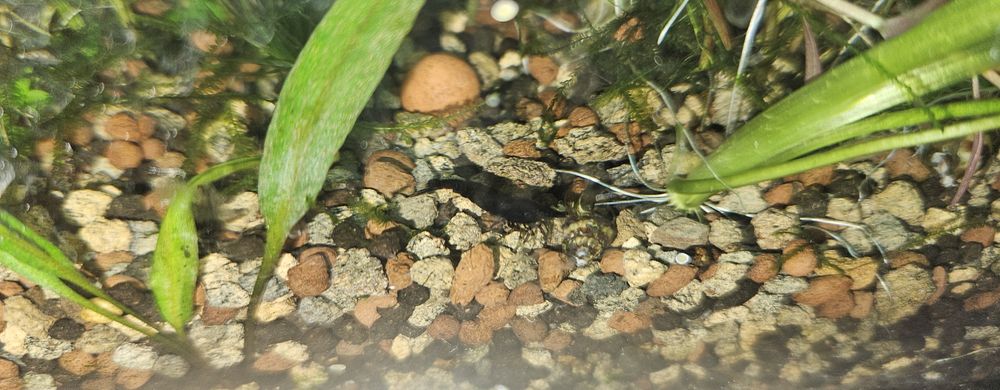 Camaroes black sakura