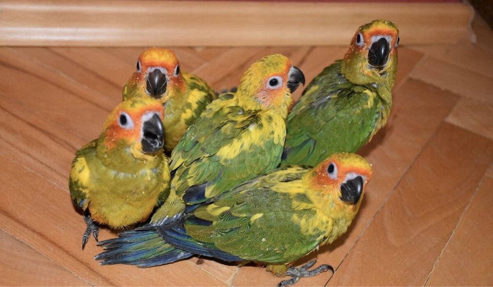Мололняк 2024 года попугаи Аратинга, самцы и самки Солнечные