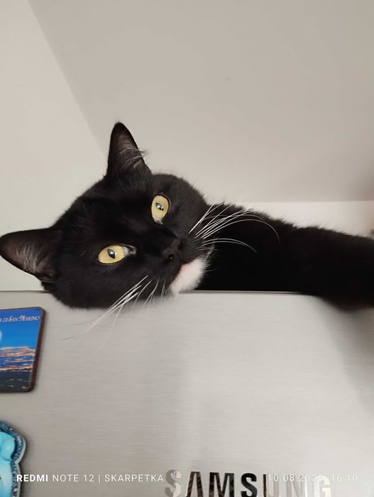 Piękna młodziutka kiciunia do adopcji
