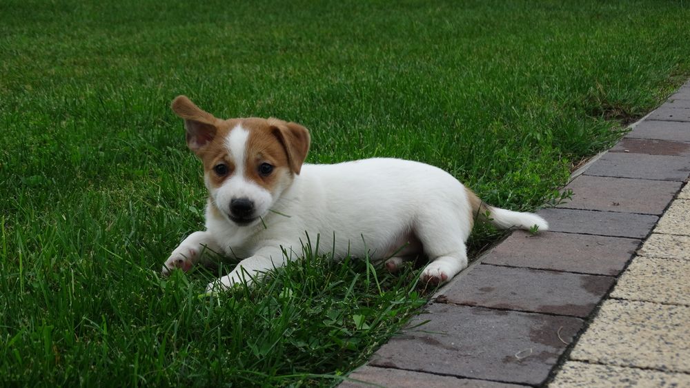 Jack russell Terrier piesek