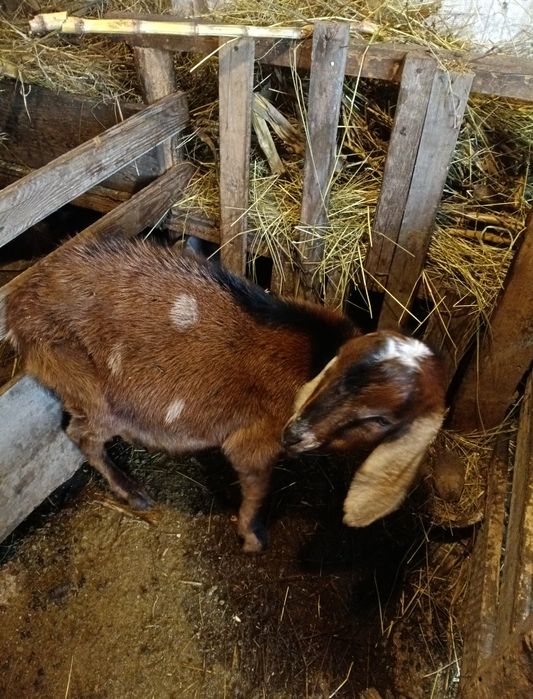 Продам цапа чистокровний англонубієць!