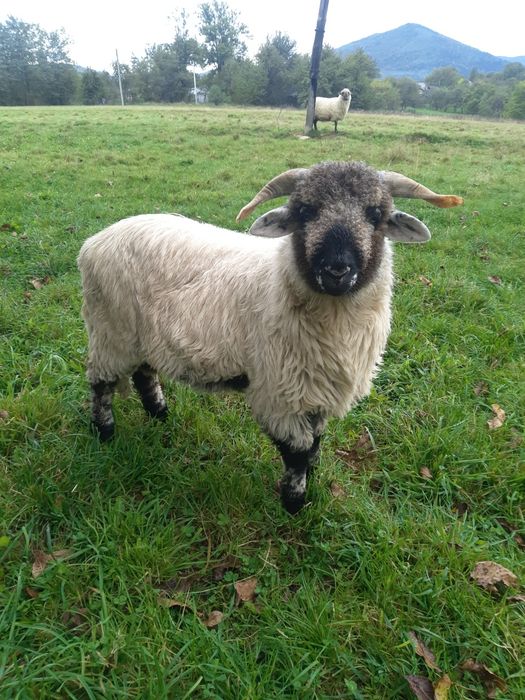 ромунські  барани