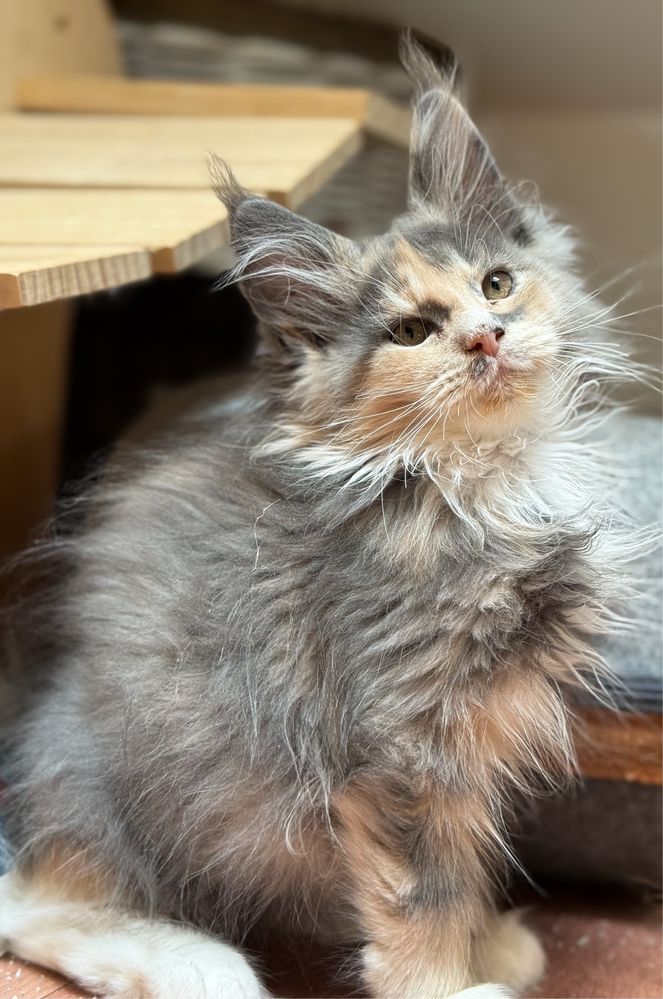 Śliczna koteczka Maine Coon