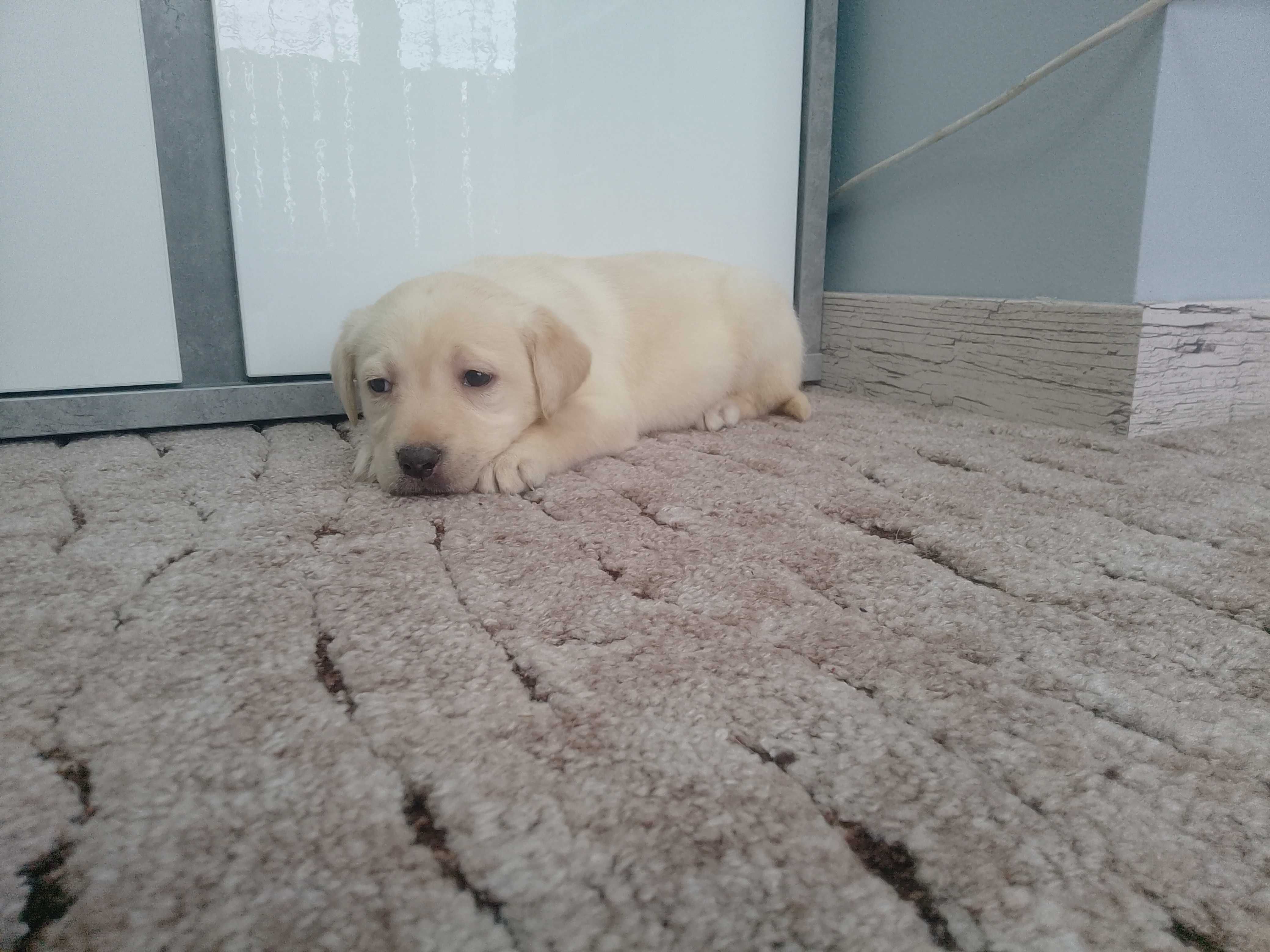 Labrador Retriever suczka