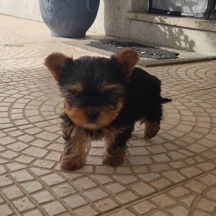 Yorkshire Terrier mini