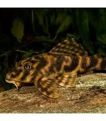 Zbrojnik L015 - Peckoltia vittata