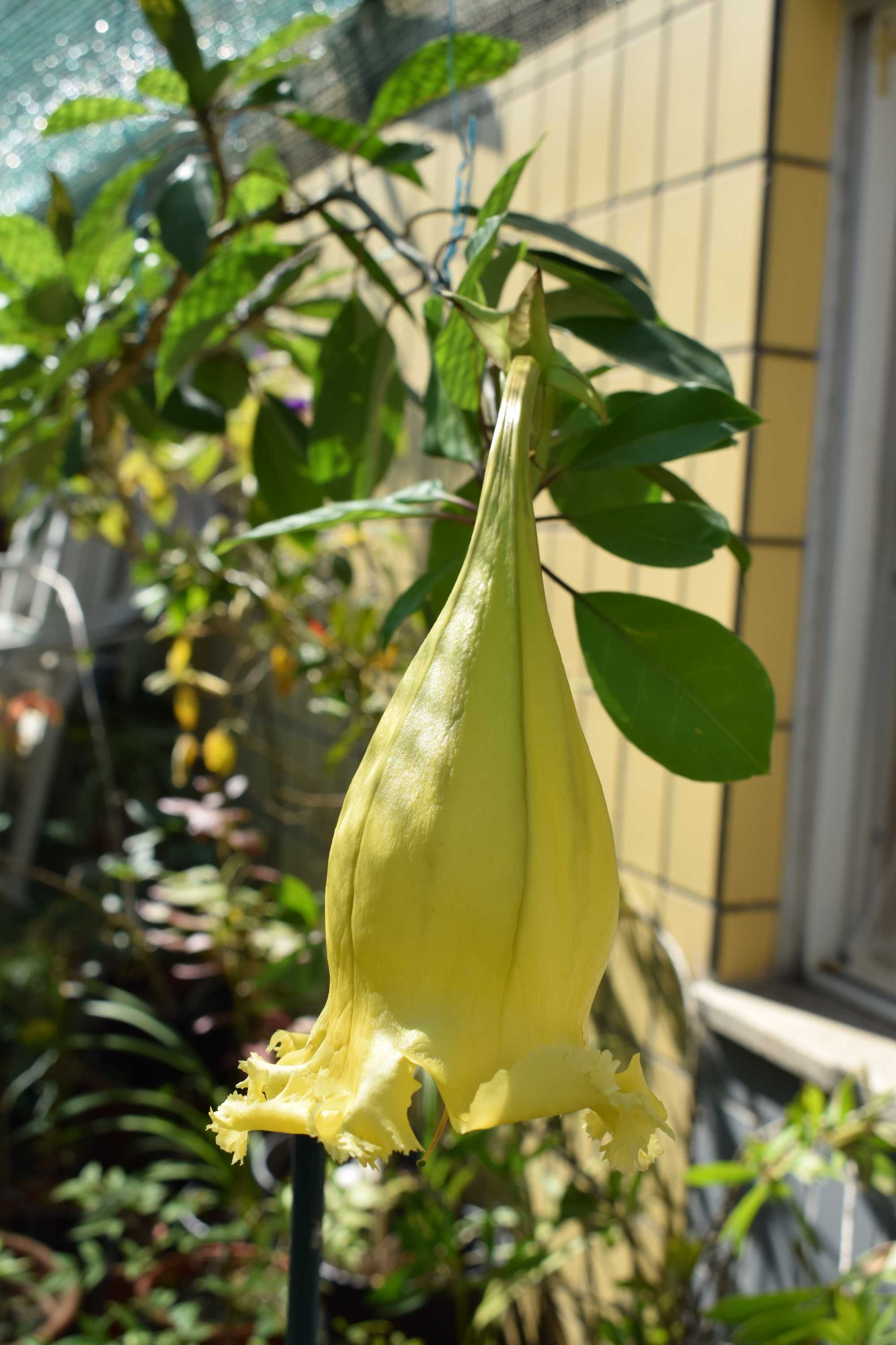 Solandra Grandiflora
