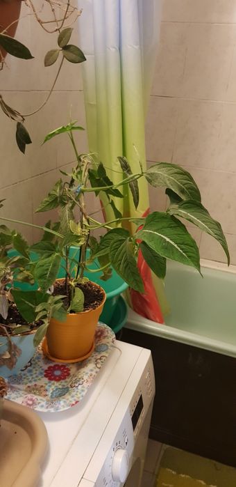 Сингониум Wendlandii