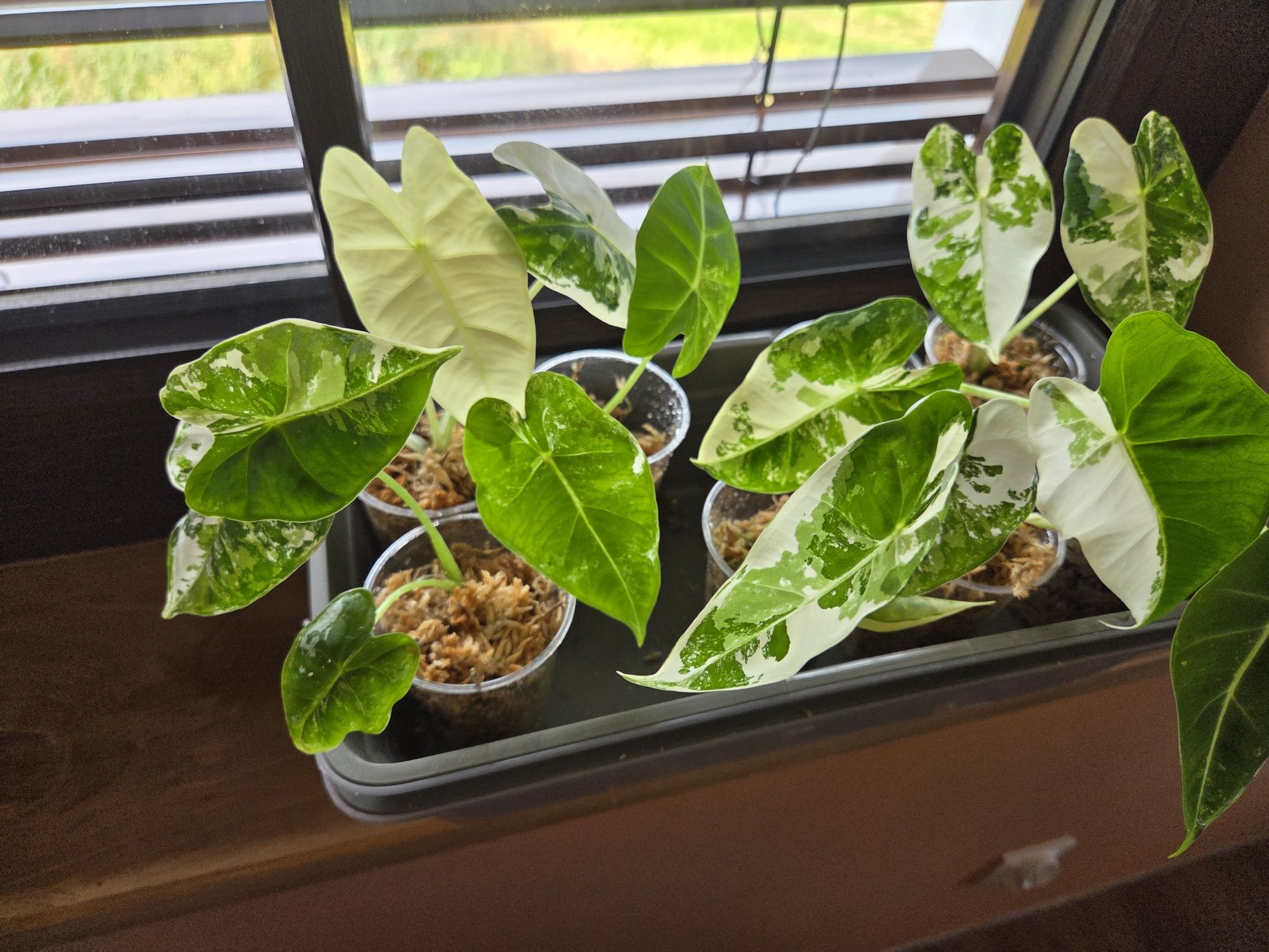 Alocasia frydek variegata