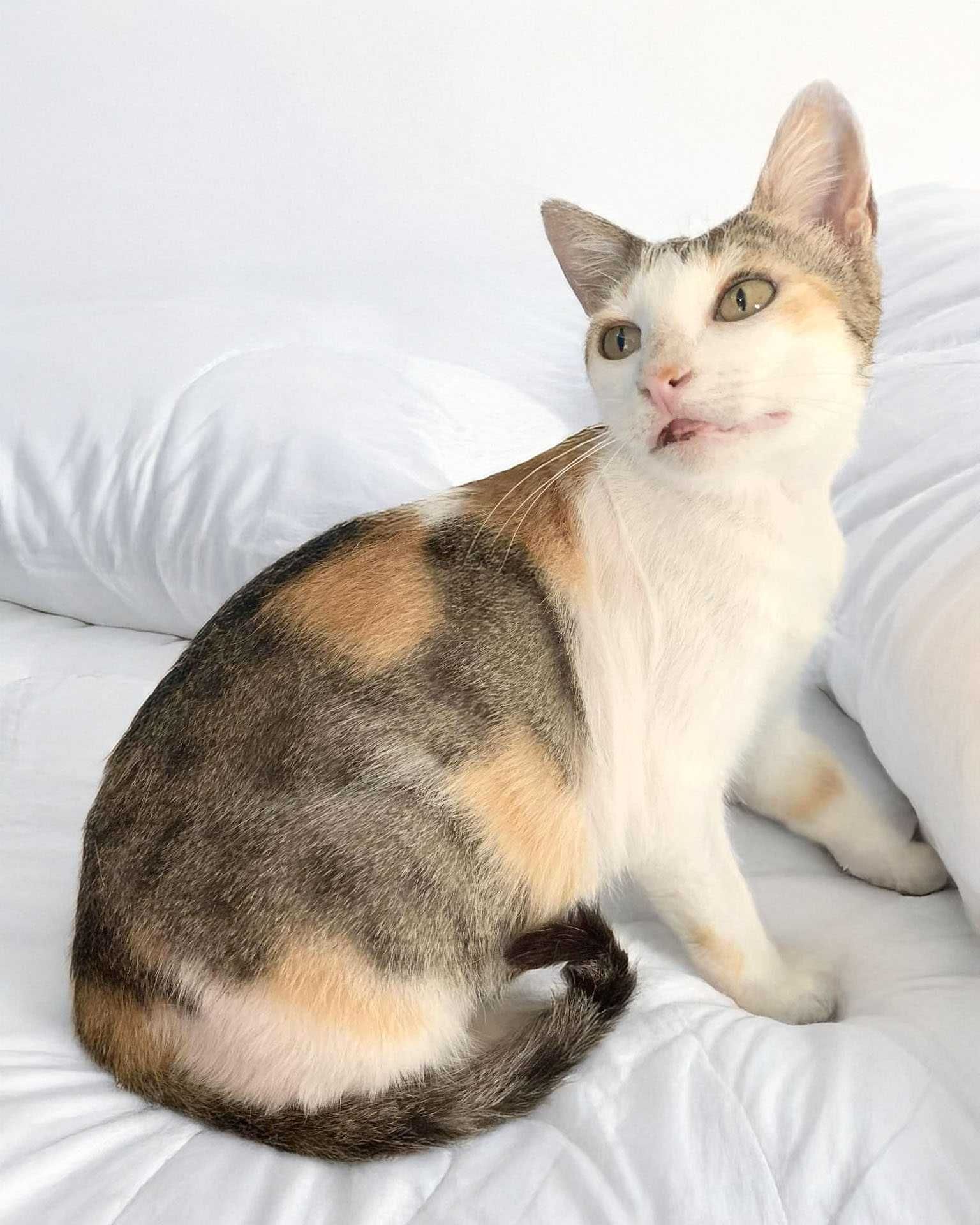 Setúbal / Margem Sul / Lisboa — LEOPOLDINA, gatinha para adoção