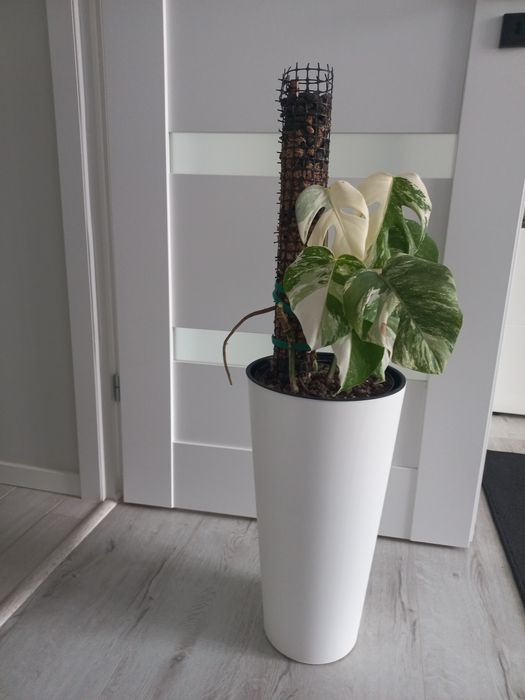 Monstera variegata + ...