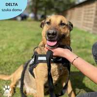 Delta szuka domu