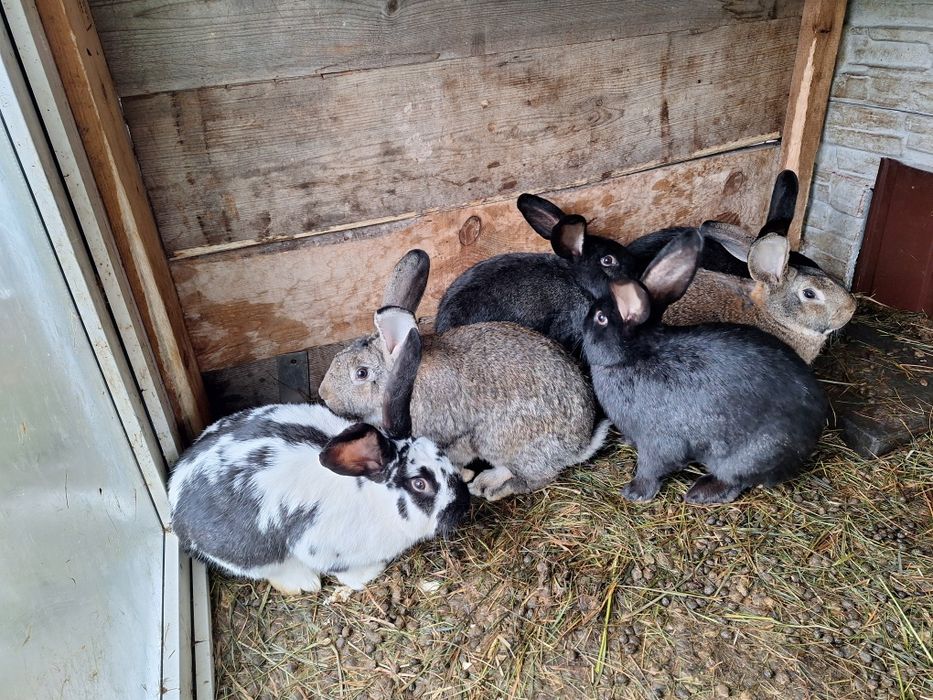 Króliki hodowlane